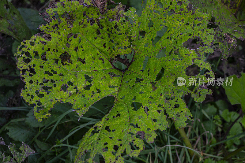 Butterbur Petasites Hybridus -常见的Butterbur背景-秋天